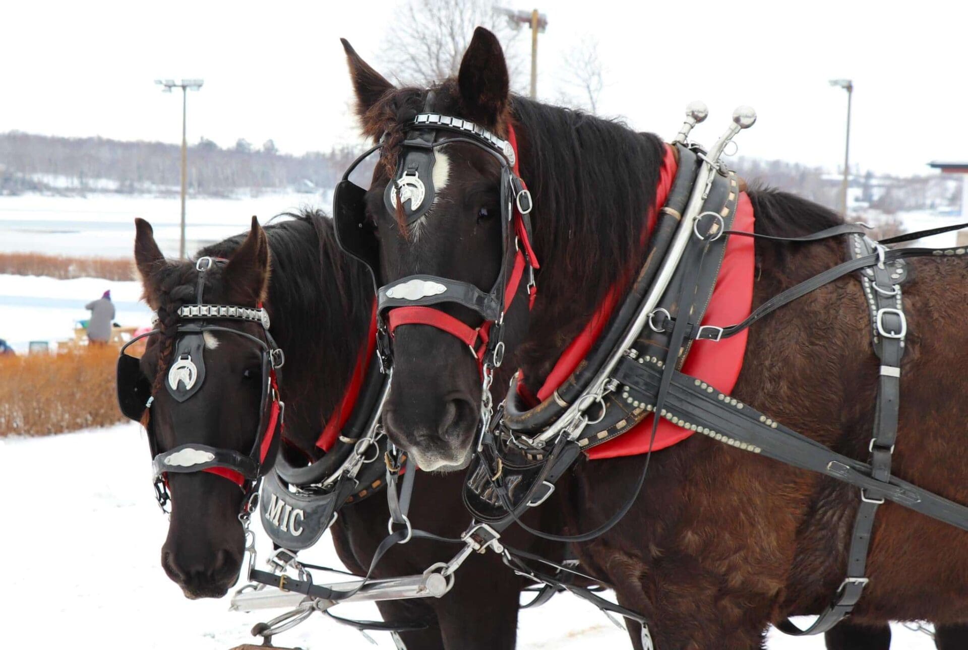 Emerald Isle Carriage Tours